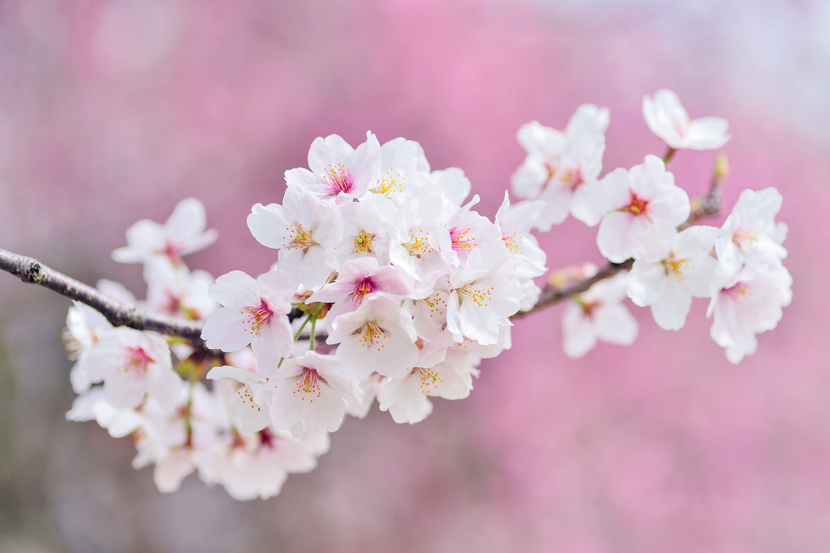 modern-3-piece-aluminium-print-cherry-blossoms-xxl