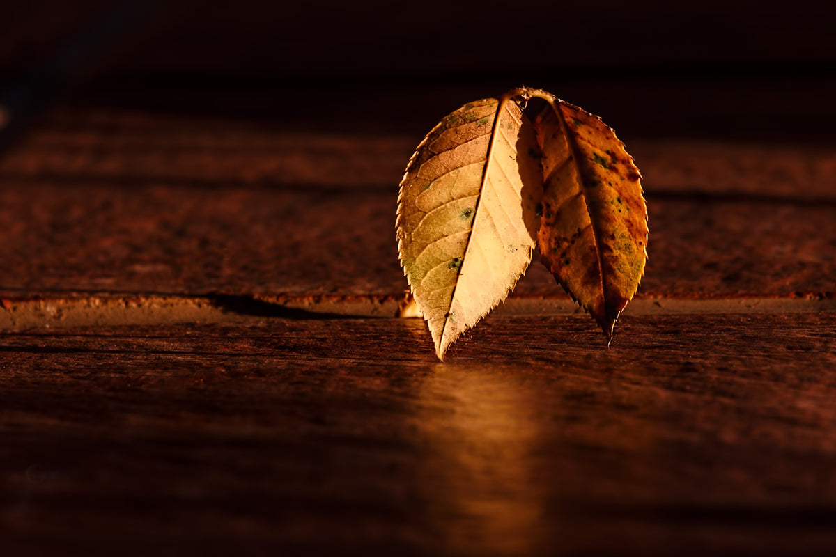 3-piece-aluminium-print-the-leaf