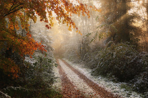 acrylic-print-frosty-fall-x