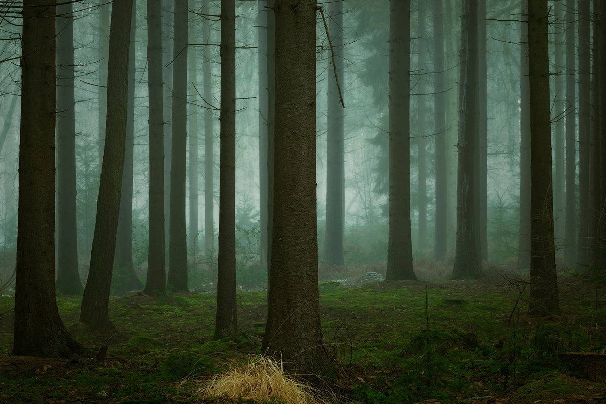 canvas-print-the-cold-dark-days-of-winter-x