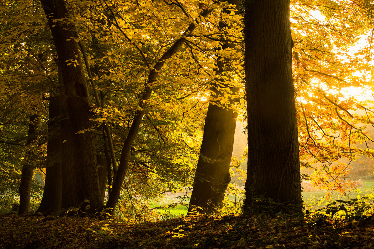canvas-print-autumn-leaves