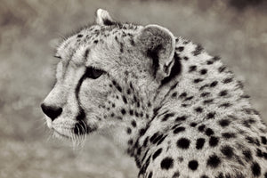framedcanvas-print-beautiful-cheetah