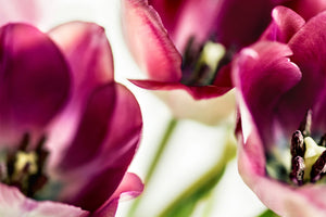 canvas-print-tulip-iv