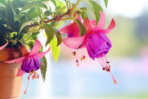 framedcanvas-print-the-fuchsias