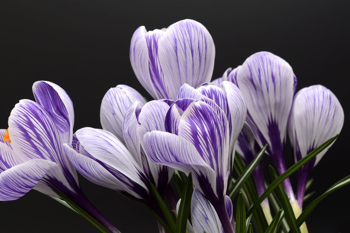 framedposter-print-the-crocus