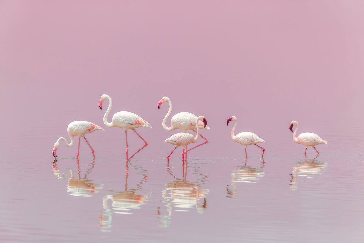 poster-print-flamingos-xyo