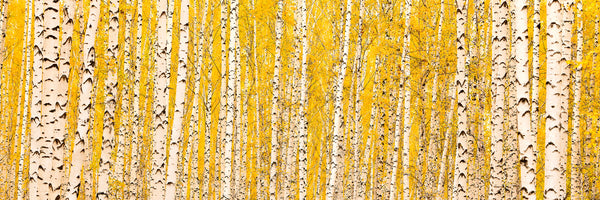 panoramic-3-piece-acrylic-print-the-birch-forest-in-autumn-panorama