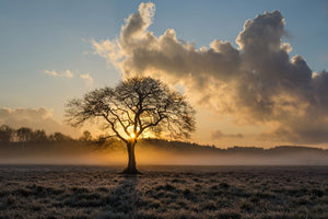 3-piece-aluminium-print-a-lonely-tree