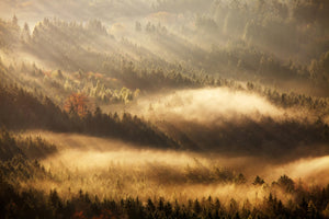 canvas-print-autumn-rays-x
