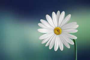 acrylic-print-flower