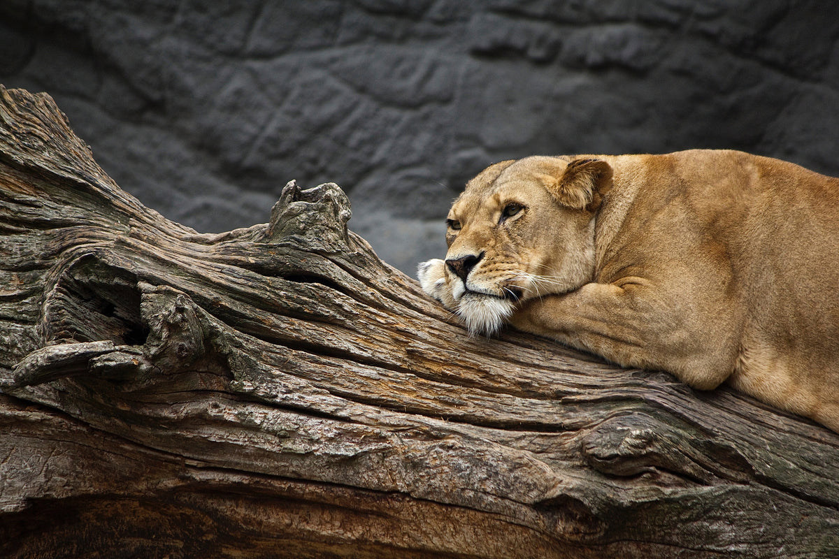3-piece-acrylic-print-dreaming-lioness