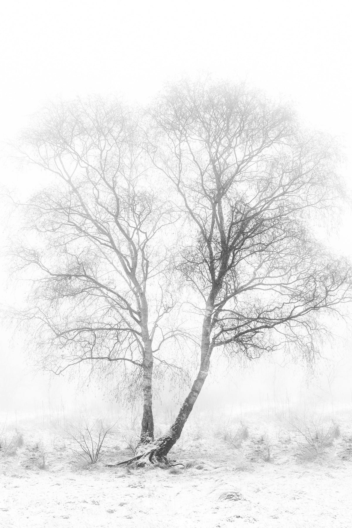 framedposter-print-early-in-the-morning