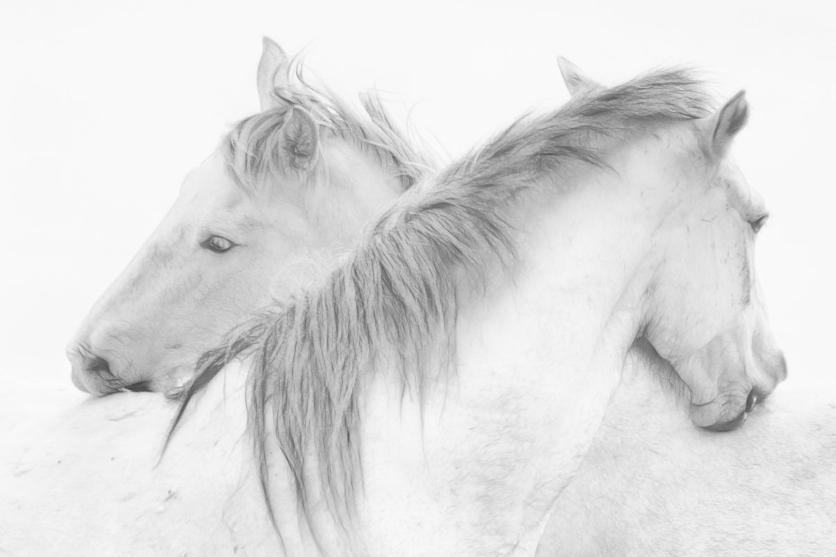 canvas-print-horses