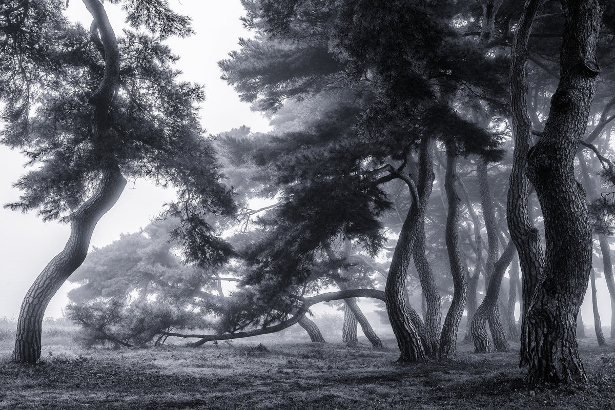 framedposter-print-pine-trees-dancing-in-the-fog-x
