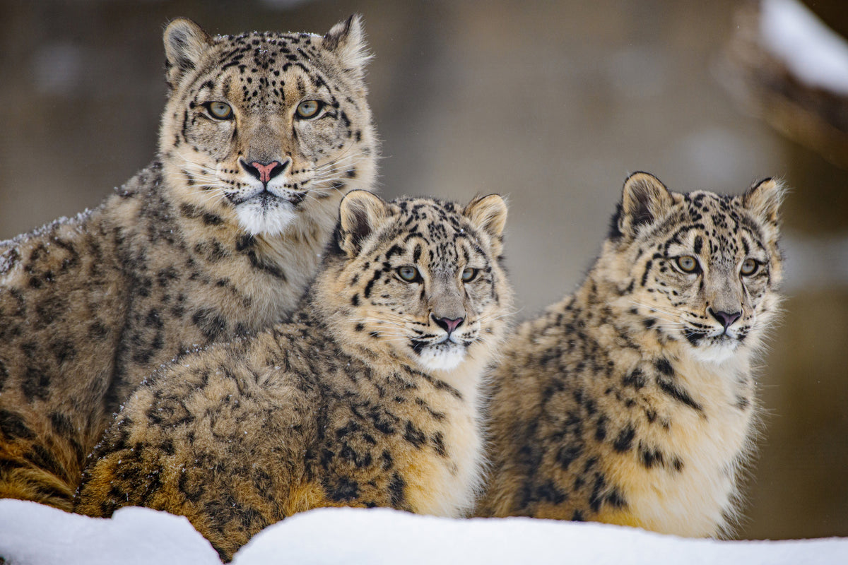 acrylic-print-family-xuu