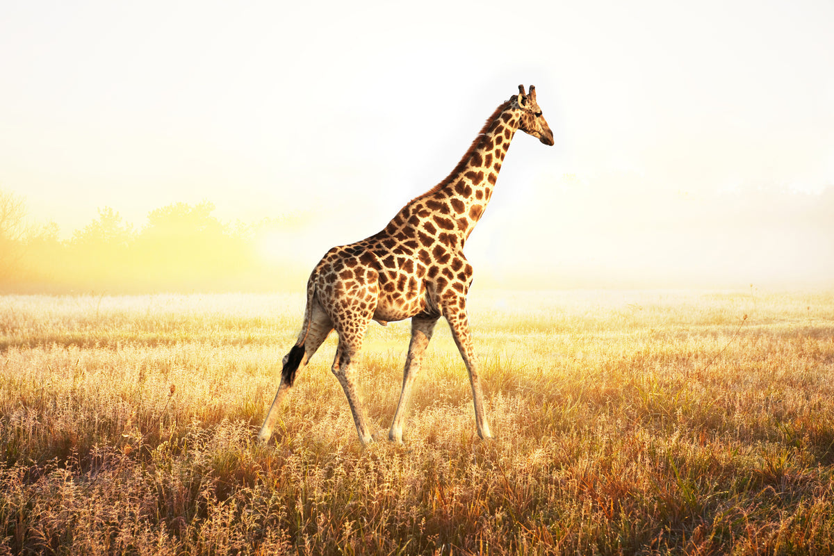 aluminium-print-the-giraffe