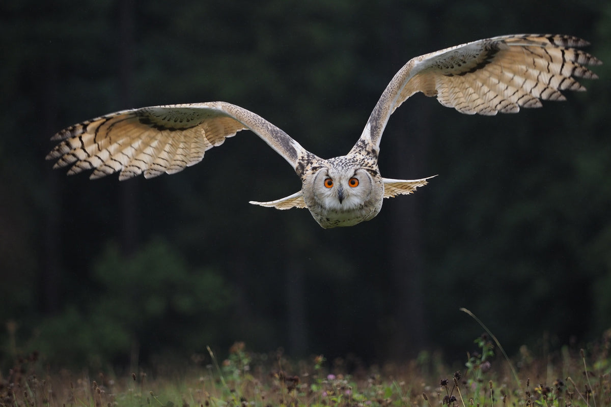 canvas-print-the-owl