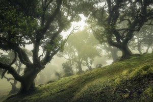 acrylic-print-enchanted-forest-xeb
