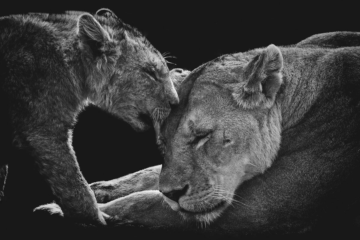 framedcanvas-print-lion-family-x