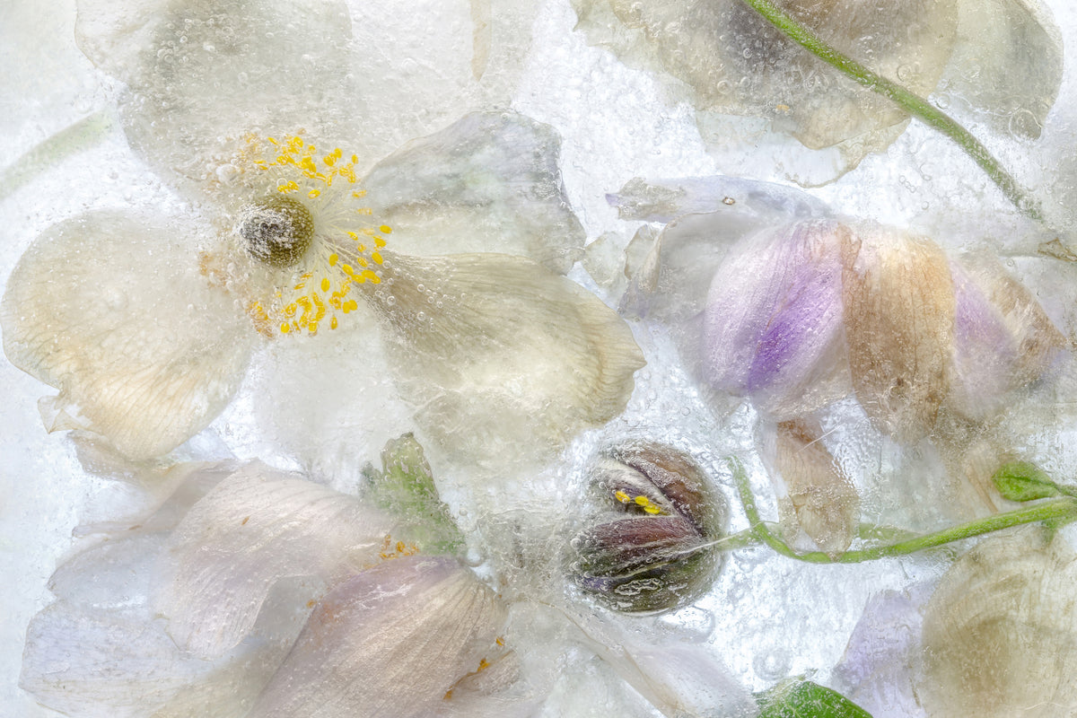framedposter-print-anemone-frost-x
