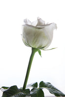framedcanvas-print-on-behalf-of-the-rose