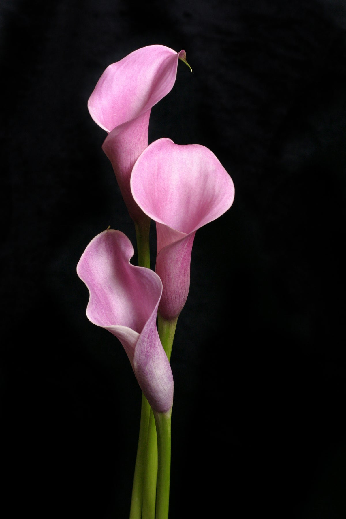 canvas-print-3-purple-callas