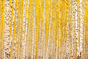 framedcanvas-print-the-birch-forest-in-autumn