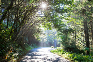 acrylic-print-sunny-forest-path