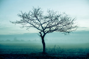 acrylic-print-the-magic-tree