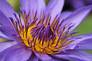 modern-3-piece-aluminium-print-xxl-water-lily-in-purple