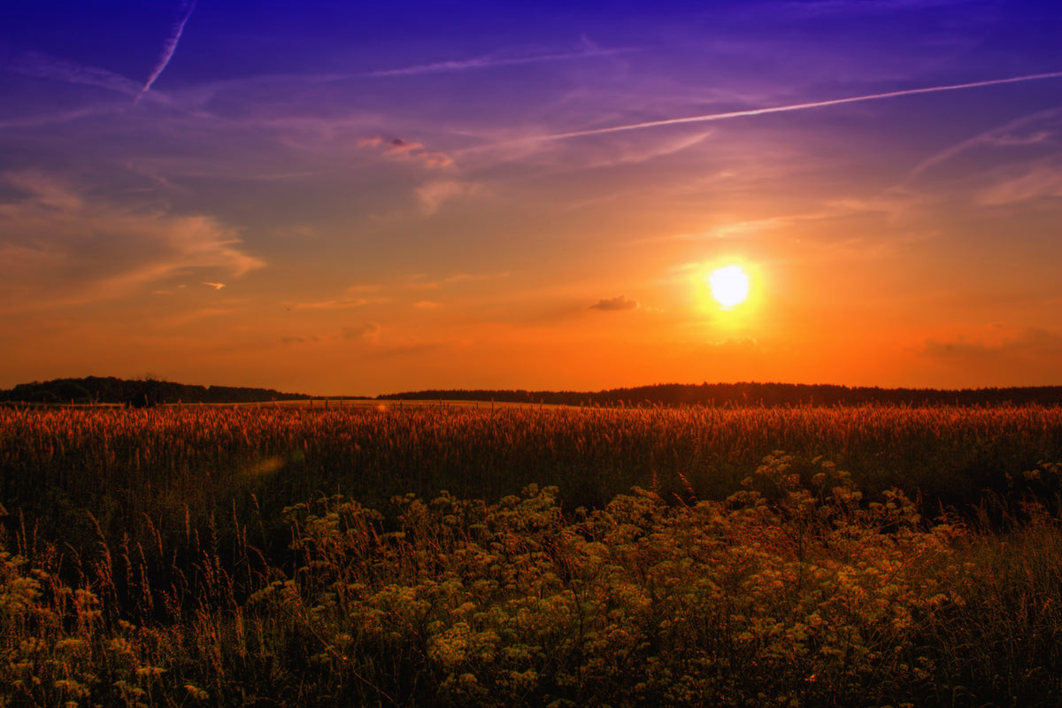 modern-3-piece-canvas-print-sunset-at-the-flower-field