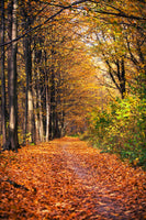 aluminium-print-deciduous-forest-in-autumn-light