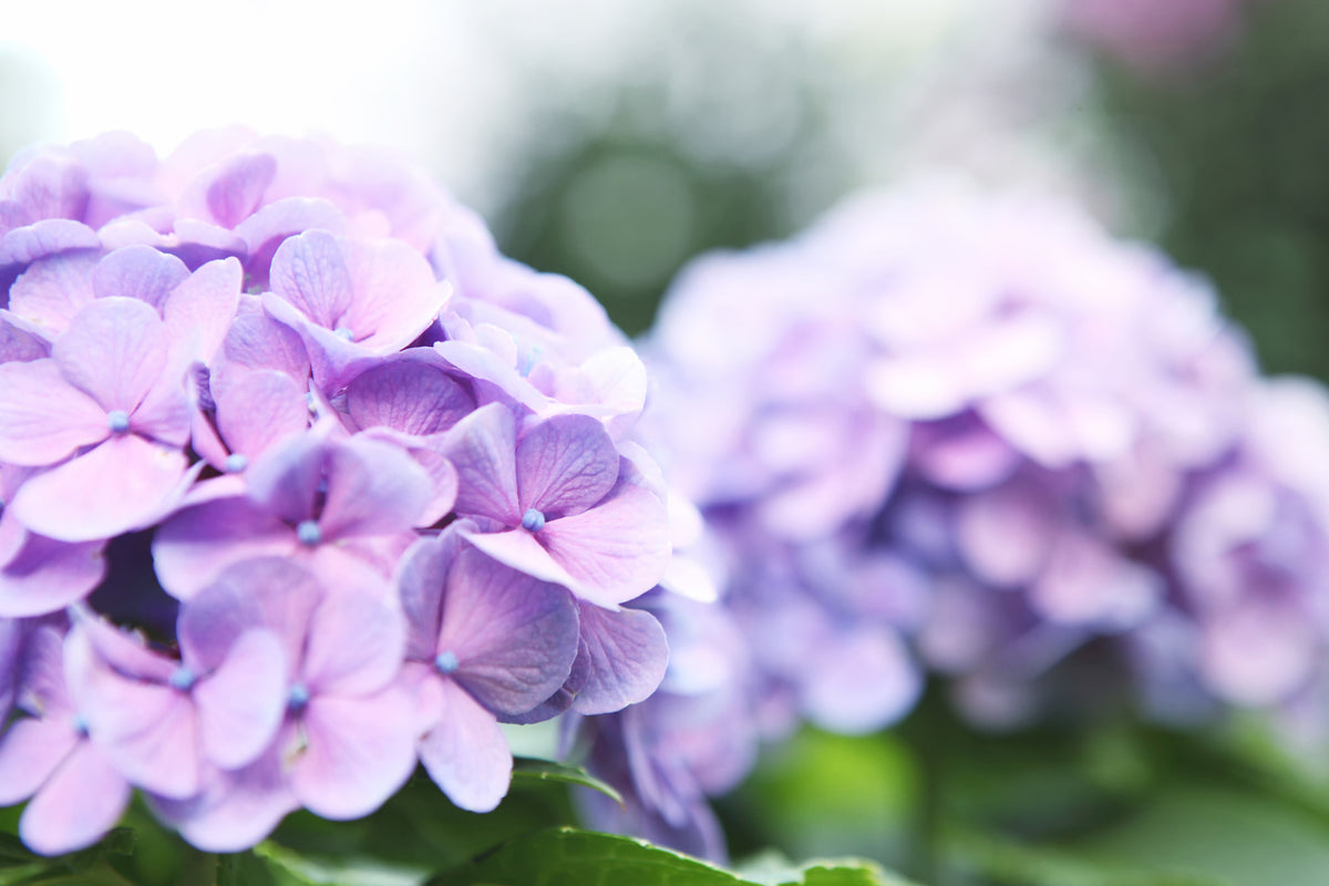 poster-print-hydrangeas