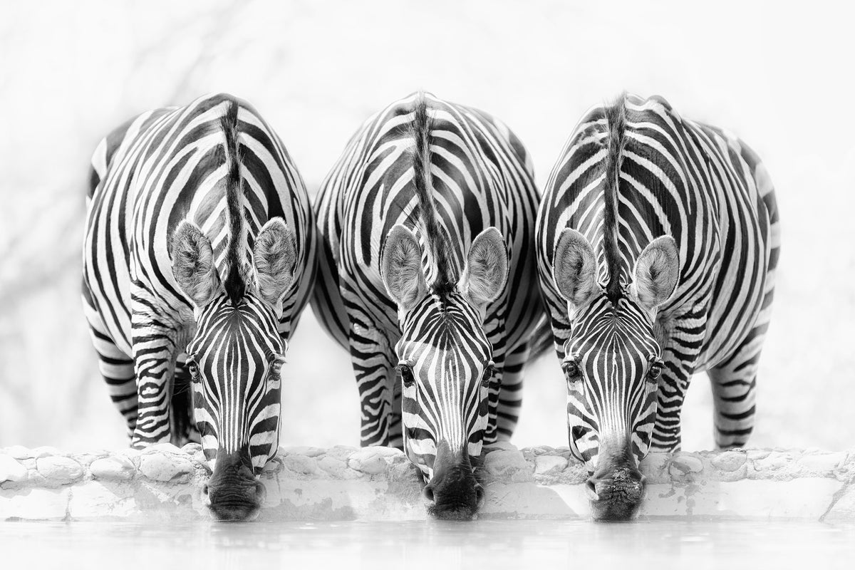 aluminium-print-zebras-xbj