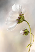 aluminium-print-heavenly-cosmos