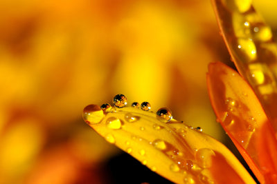 poster-print-drops-close-up