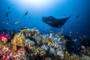 canvas-print-manta-reef-on-the-reef-x