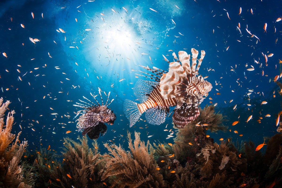 canvas-print-lionfish-ii