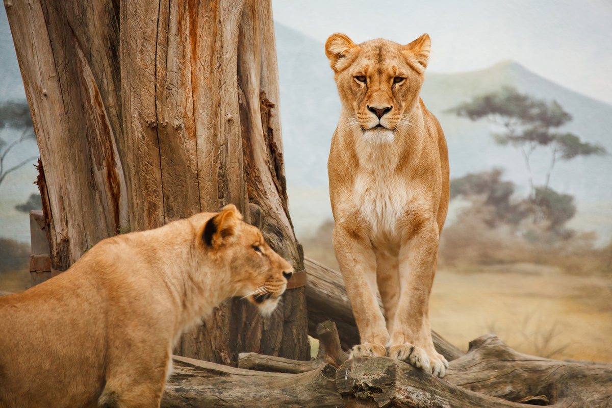 aluminium-print-lions-in-africa