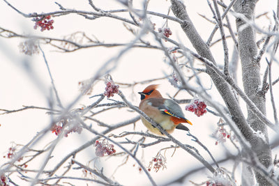 poster-print-waxwing-x