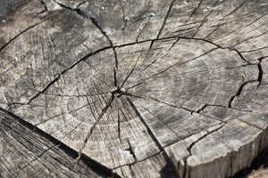 canvas-print-the-tree-rings