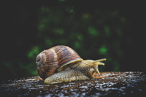 3-piece-canvas-print-snail-xxl