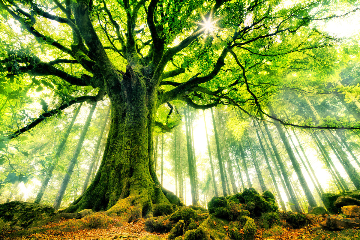 canvas-print-ponthus-beech