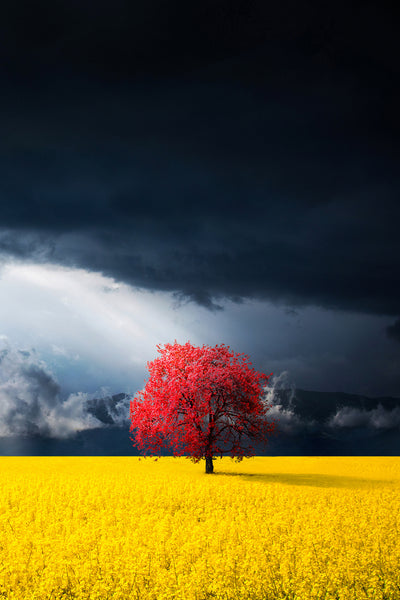 poster-print-red-tree-x