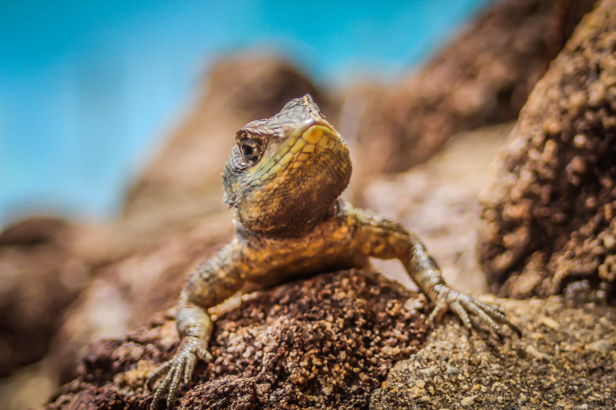 3-piece-acrylic-print-little-alligator