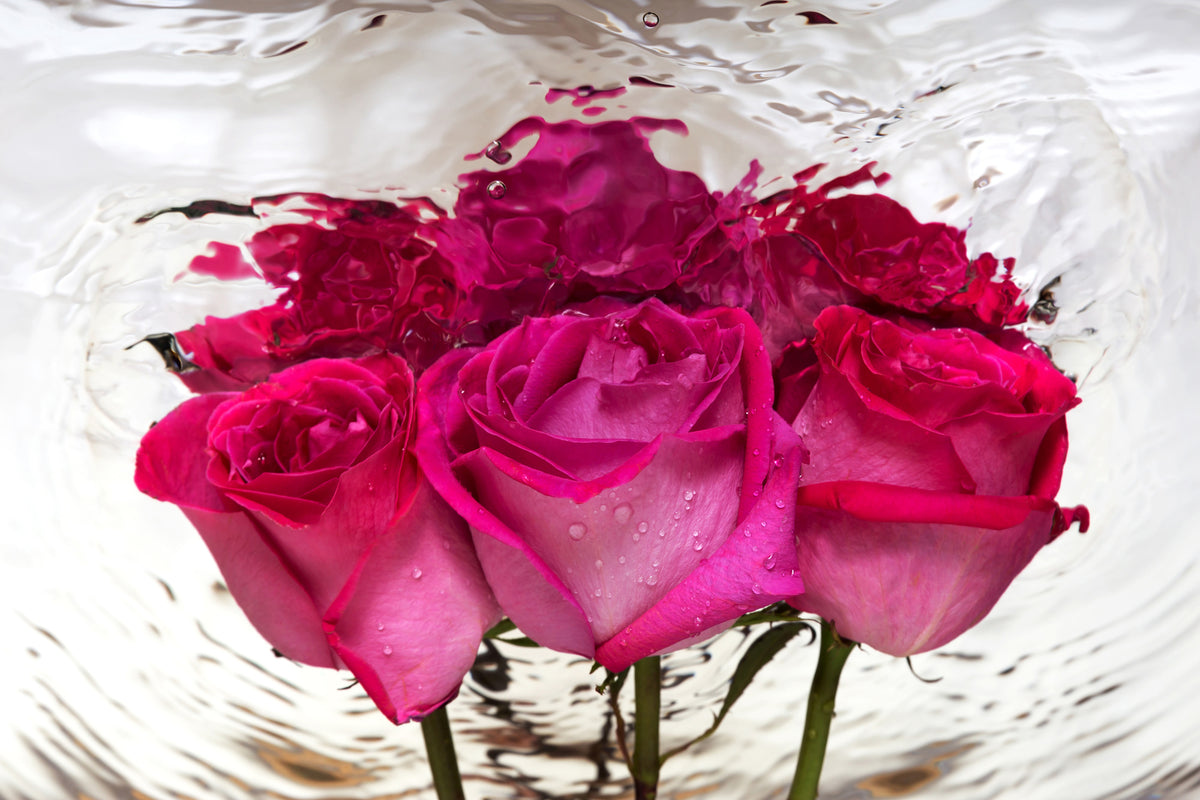 modern-3-piece-aluminium-print-the-rose-reflection