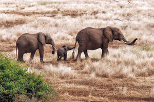 canvas-print-elephant-family-tanzania-x