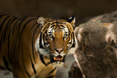 poster-print-sibirian-tiger