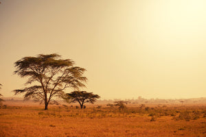 framedposter-print-pastures-in-kenya