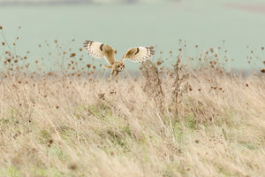 poster-print-hunting-short-eared-owl-x